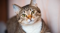 Así impacta en nuestro cerebro tener un gato como mascota