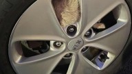 Indiana Woman Sees Something Furry Jump Into Car Tire And Can’t Believe What She Finds Inside
