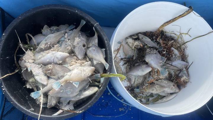 SA government bans commercial fishing in response to toxic algal bloom
