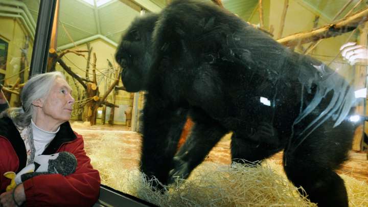 Conservationist and renowned chimpanzee researcher Jane Goodall dies at 91