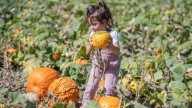 8 Pueblo pumpkin patches to check out this fall