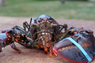 Lobster population falls off New England, leading regulators to declare overfishing