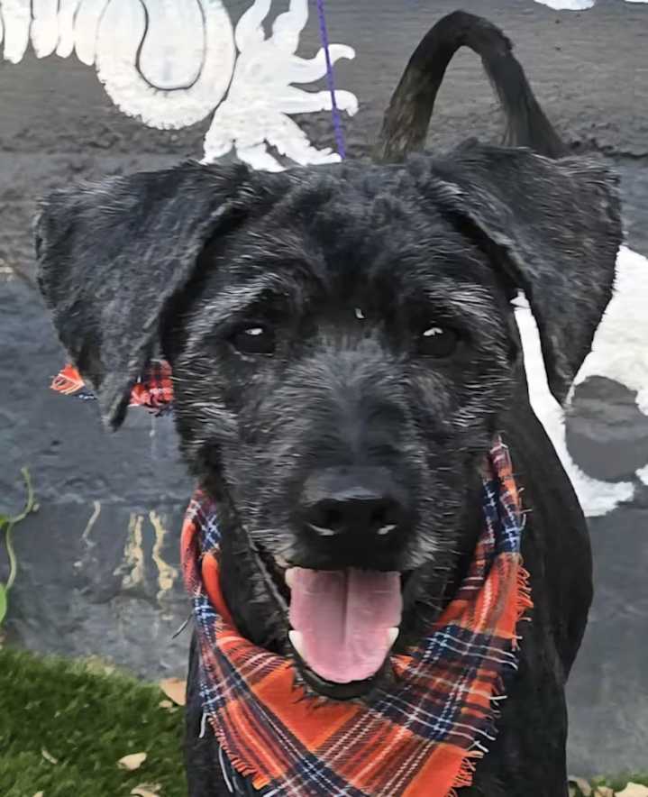 The festivities have begun! Happy Halloween season to you and your new adoptable pet. Oct. 25