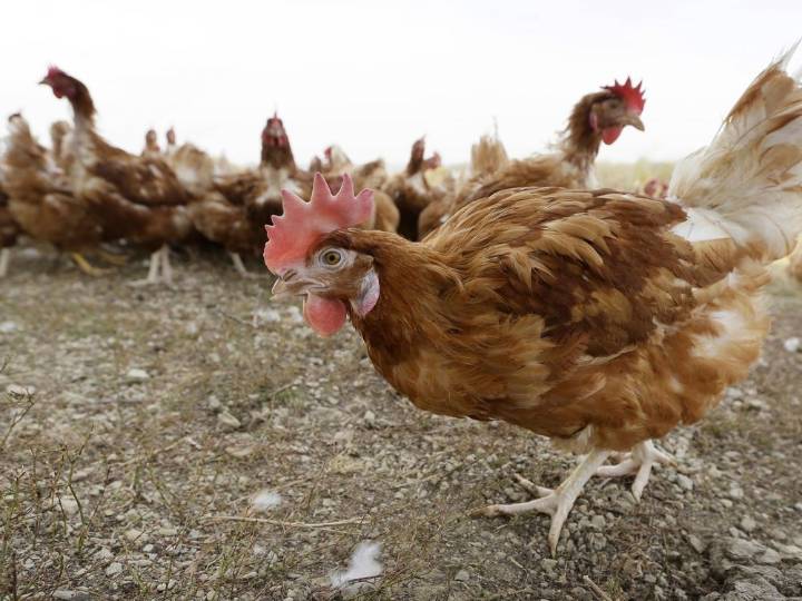 Alberta shutters Calgary petting zoo where nine cases of avian flu detected in poultry
