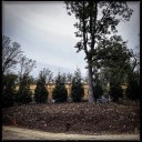 Ultrawealthy Homebuyers Are Driving Tree Loss in Ward 3