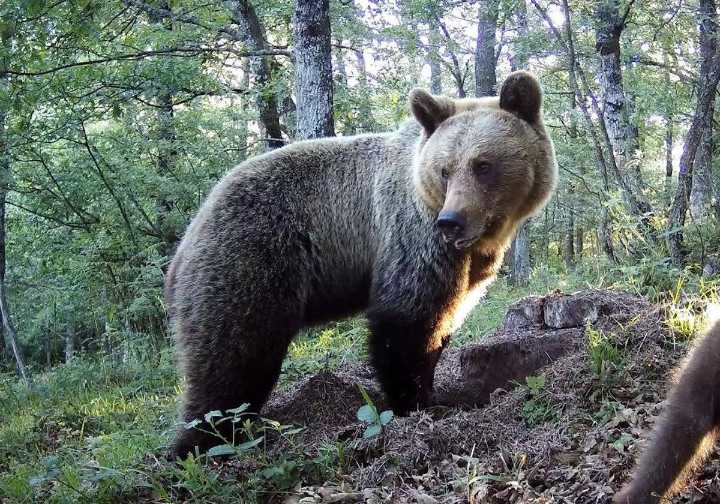 Muere un oso atropellado en Villablino, en León