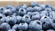 Why You Shouldn't Avoid Buying Blueberries With A White Coating