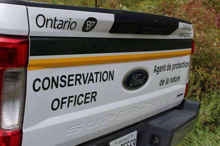 MNR investigating after swans shot dead at Hullett Marsh
