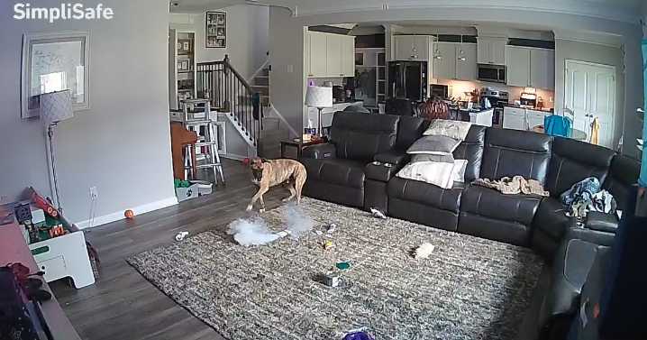 Dog gets a hold of lithium