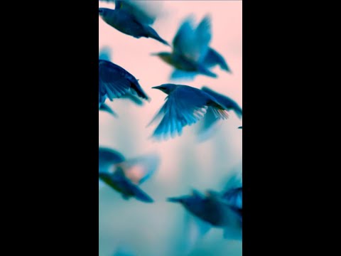 Peak bird migration season is here in North Carolina
