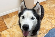Florida Woman Reunites with Husky 7 Years After He Went Missing During Home Burglary