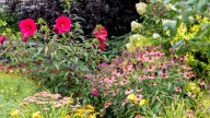 The Hardy Shrub That Explodes With Gorgeous Pink Blooms In October