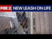 Metro Detroit woman gives abandoned dogs a new leash on life