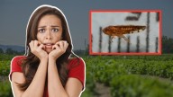 Detectan peligroso insecto mexicano en Estados Unidos: ¿Hay riesgo para la salud?