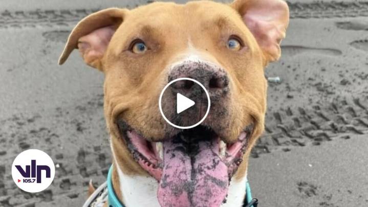 ¡Apareció Sirius! Perrito fue encontrado vivo en Curicó