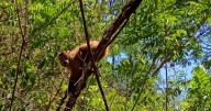 Jujuy avanza en estrategias de biodiversidad