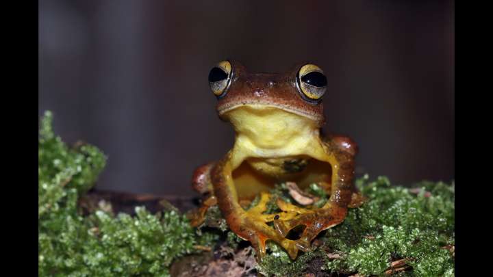 7 animal, bird species that went extinct in the last 6 years