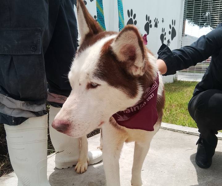 TLALNE PROMUEVE LA ADOPCIÓN RESPONSABLE EN LA FERIA “TU CASA, SU HOGAR”