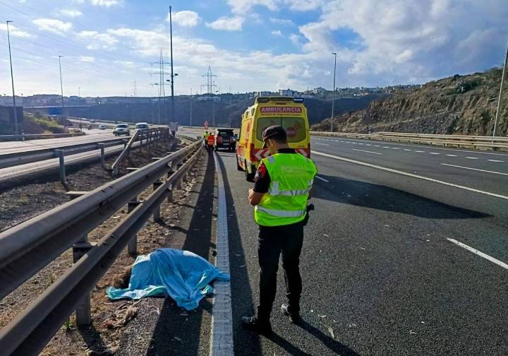 La Policía Canaria investiga el origen de un emú atropellado tras causar un accidente en Gran Canaria