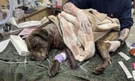 Who stabbed ‘Chance’ the dog in the neck? Syracuse police want your help to find them
