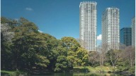 El estrés urbano modifica la microbiota de los árboles