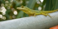 Descubren cómo pequeños cambios genéticos impulsan la evolución de los lagartos