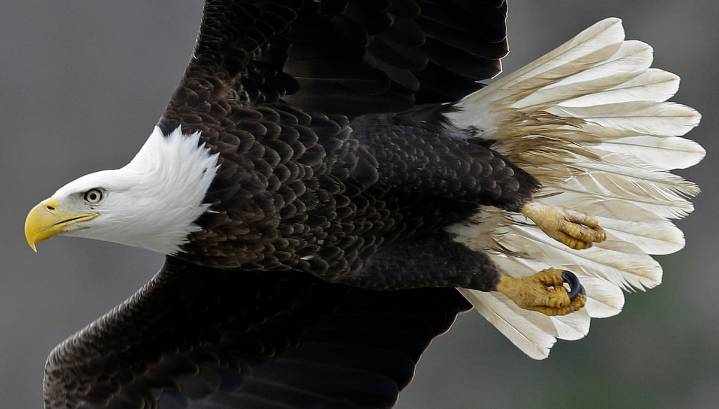 Letter: Like America’s great symbol, we need both wings to soar