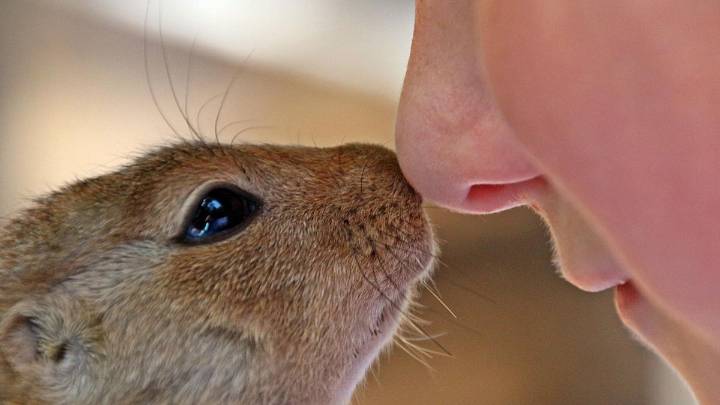 Vibrisas: ¿Nos protegen de resfriados e infecciones por virus, o puedo quitármelas?