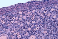 La fertilidad de la mujer no solo depende del número de óvulos: el tejido ovárico y sus conexiones cerebrales son también clave