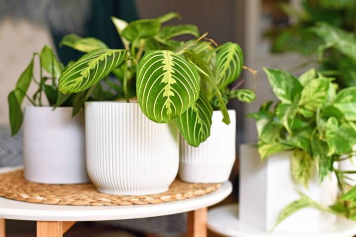 Forget Monsteras and Fiddle Leaf Figs—These Will Be the Most Popular Houseplants in 2026