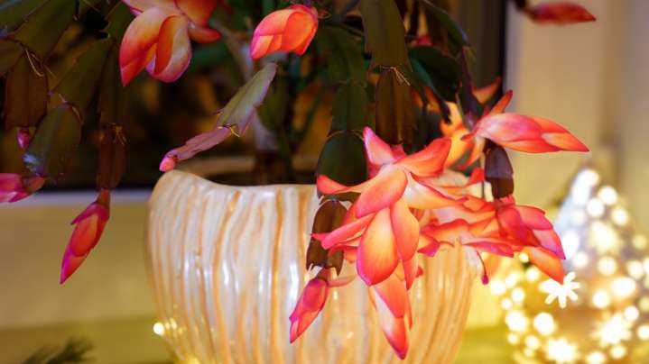 The Lighting Tip That'll Ensure Your Thanksgiving Cactus Blooms On Time