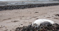 Guillemots washed up dead on Scots shore test positive for bird flu