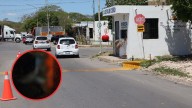 Envenenamiento de perros en Mérida: nuevo caso en la Central de Abastos