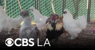 Family-owned petting zoo returns to Altadena after Eaton Fire