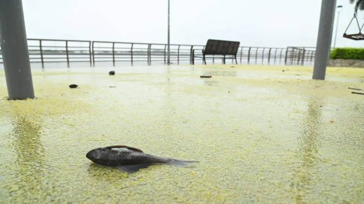 Se desborda la Laguna del Carpintero: peces diablo invaden la zona de juegos