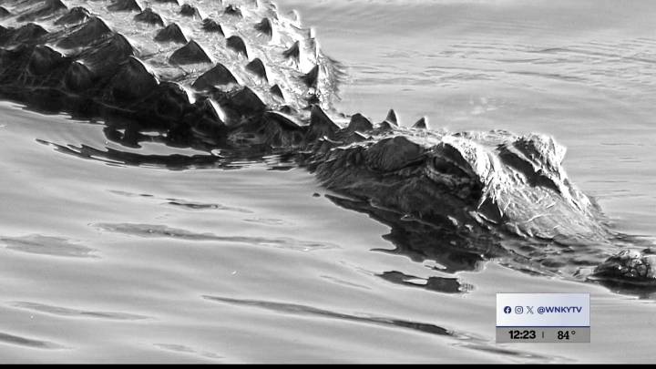 Throwback Thursday: Alligators in Barren River