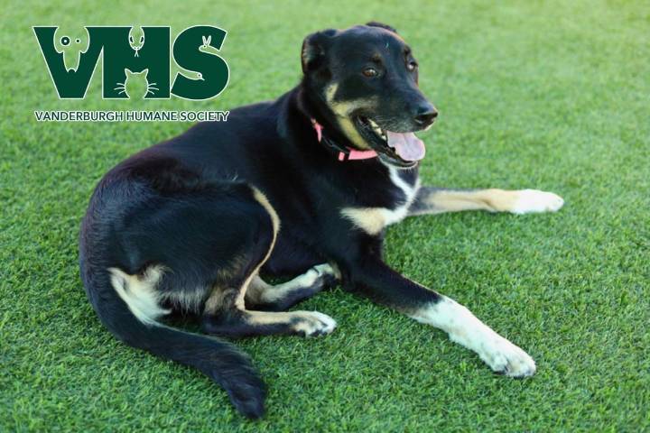 Meet PEACHES - Our VHS Pet of the Week