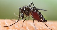 ¿Qué es el virus del chikungunya, ahora transmitido en EE. UU. por primera vez en años?