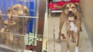 Pup Awaiting Euthanasia At Pennsylvania Shelter Clings To Kennel Bars, Begging For Rescue