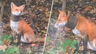 Dog rescue group trying to save a Delco fox with pipe on its neck