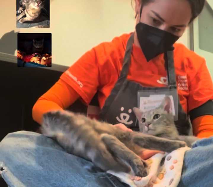 Mujer ayuda a animales rescatados con reiki