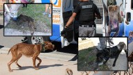 Several malnourished dogs rescued, Bradenton couple arrested: BPD
