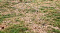 Gardening talkback: How do I get rid of corby grubs?