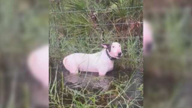 Charges dropped in case of dog abandoned during Hurricane Milton