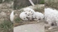 Pile Of Fur Near California Landfill Reveals Heartbreaking Discovery That Leaves Rescuers In Shock