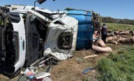 Volcó un camión con cerdos y los vecinos se robaron los amimales