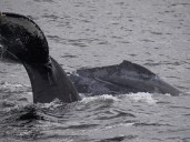 Cría de ballena jorobada logra liberarse tras quedar atrapada en una red en California
