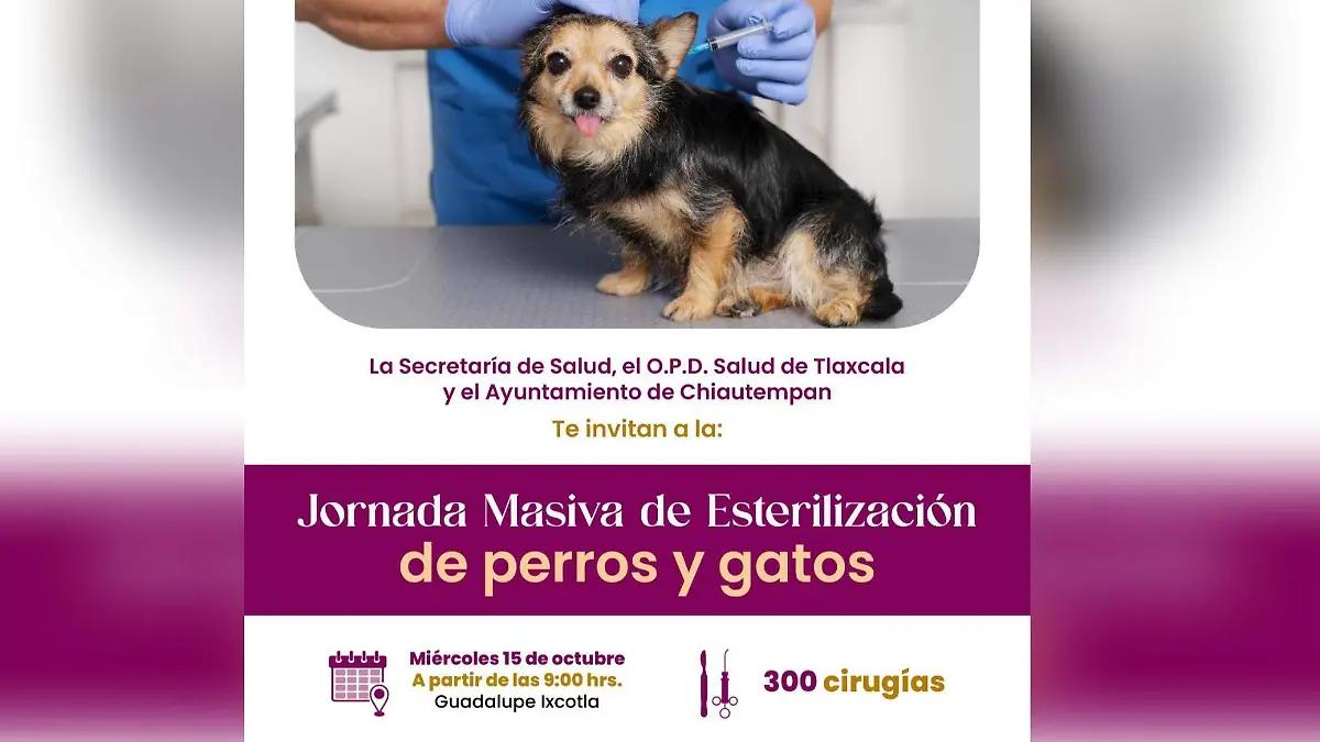 Atención Ixcotla: Habrá jornada masiva de esterilización gratuita de animales de compañía