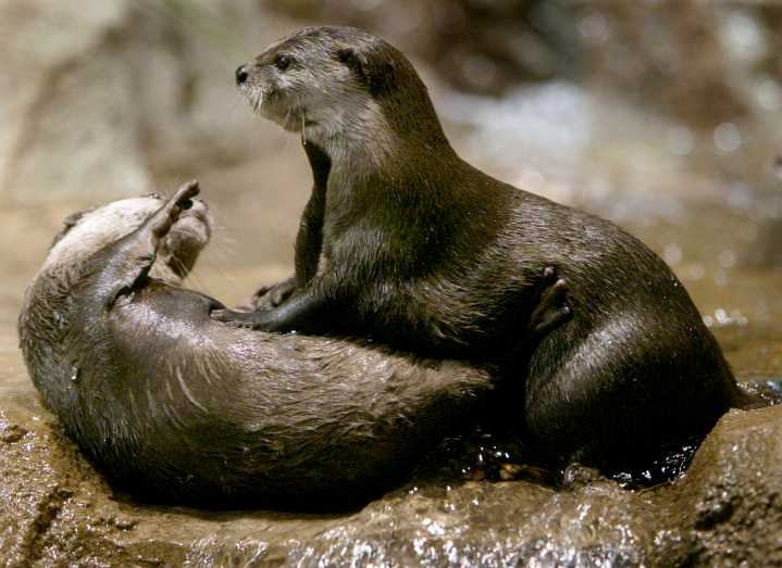 Monterey Bay Aquarium Revives 30-Year-Old Otter Tee Worn By Taylor Swift