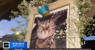Beloved store cat killed by Waymo